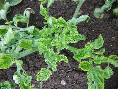 Tomato Yellow Leaf Curl Virus - Tomato