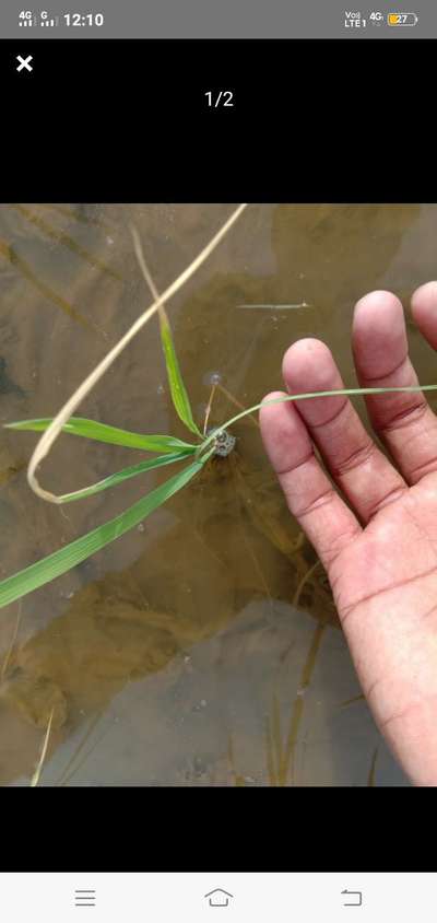 Boron Deficiency - Rice