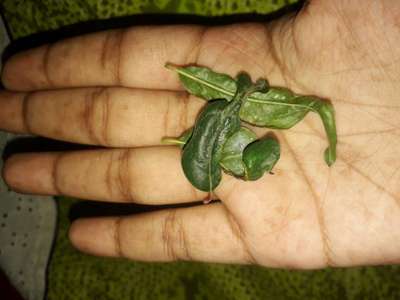 রূপালীসাদা মাছি - ডালিম