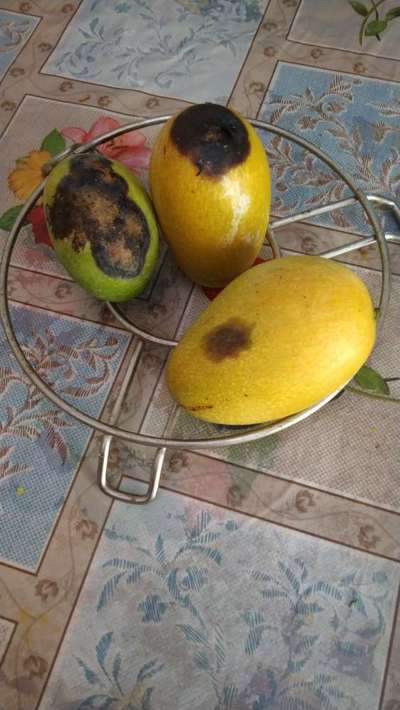 Anthracnose of Papaya and Mango - Citrus