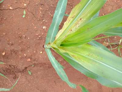 Whitebacked Planthopper - Maize