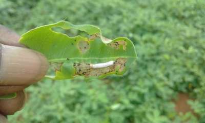 Tobacco Budworm - Peanut