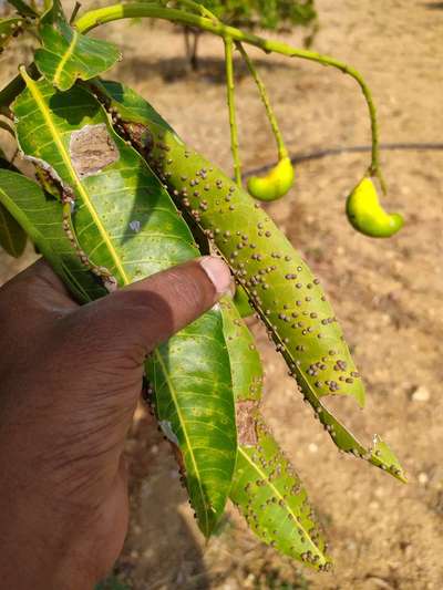 మామిడి మిడ్జ్ - మామిడి