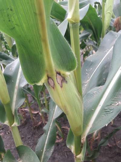 Northern Leaf Spot of Maize - Maize