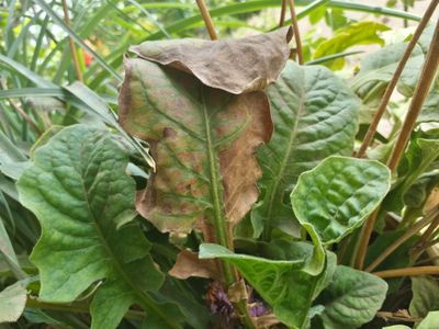 Bacterial Leaf Blight of Bean - Potato