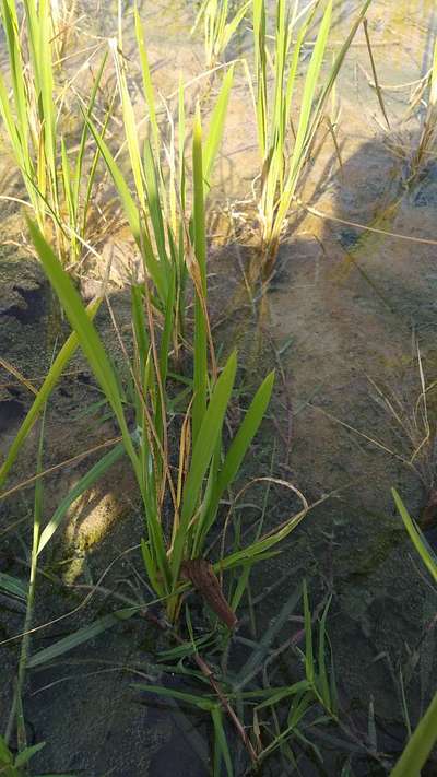 Rice Grassy Stunt Virus - Rice