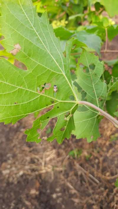 Curculio Weevil - Grape