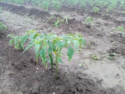 Blight of Pepper - Capsicum & Chilli