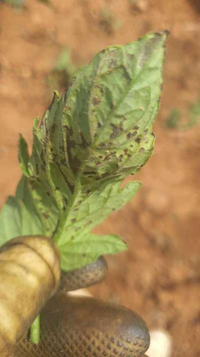 Mancha bacteriana del tomate - Tomate