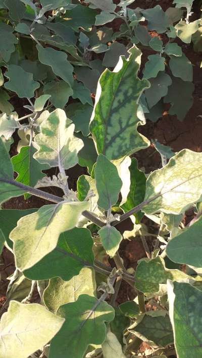 Brinjal Shoot and Fruit Borer - Brinjal