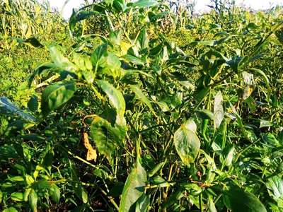 Broad Mite - Capsicum & Chilli