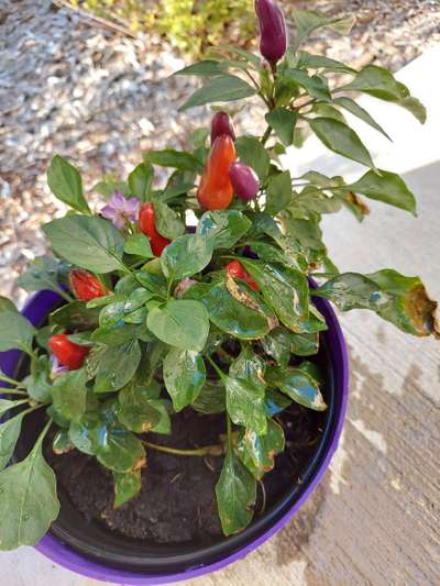 Potassium Deficiency - Capsicum & Chilli