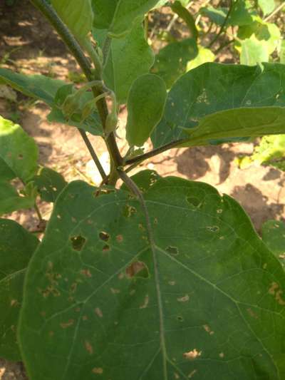 Flea Beetles - Brinjal