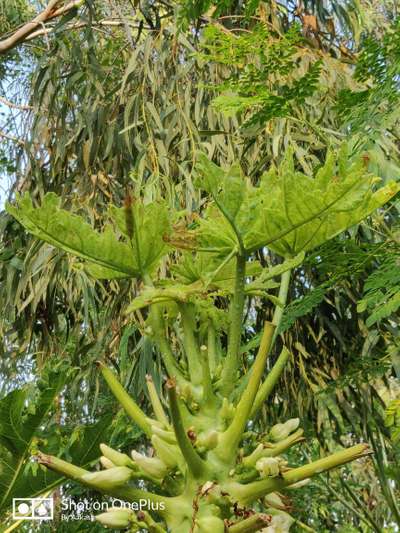 Papaya Brown Spot - Papaya