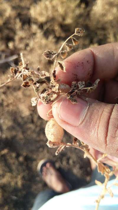 Chickpea Rust - Chickpea & Gram