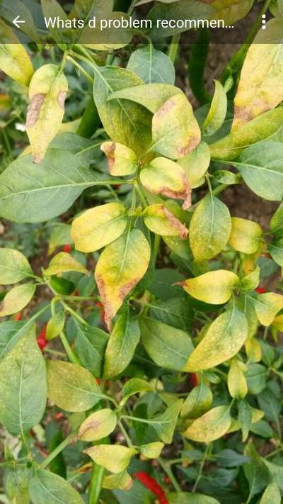 Nitrogen Deficiency - Capsicum & Chilli