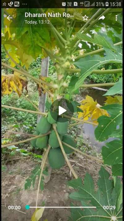 Downy Mildew - Papaya