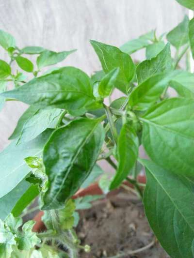 Chilli Thrips - Capsicum & Chilli