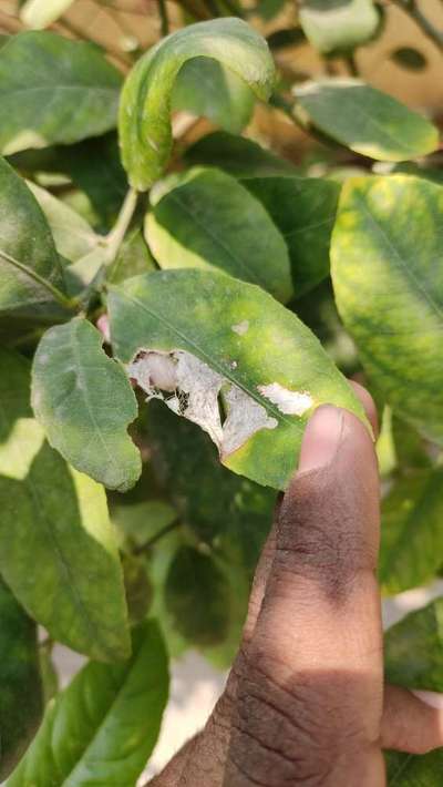 Anthracnose of Lime - Citrus
