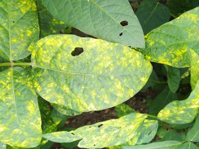 Why soyabean leaf are turning yellow ? Is it yellow mosaic virus? Or ...