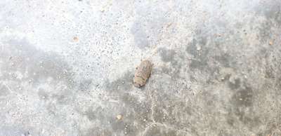 Flea Beetles - Cucumber