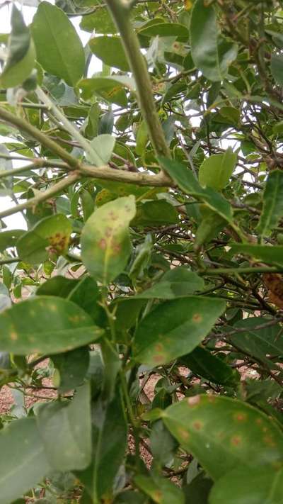 ಸಿಟ್ರಸ್ ಚಿಟ್ಟೆ - ಸಿಟ್ರಸ್ (ನಿಂಬೆ, ಕಿತ್ತಳೆ ಹಾಗು ಇತರ ನಿಂಬೆ ಜಾತಿ ಬೆಳೆಗಳು)