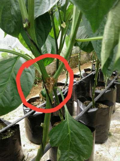 Botrytis Blight - Capsicum & Chilli