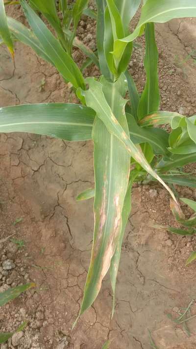 Northern Leaf Blight - Sorghum