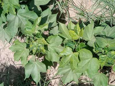 Tobacco Streak Virus - Cotton