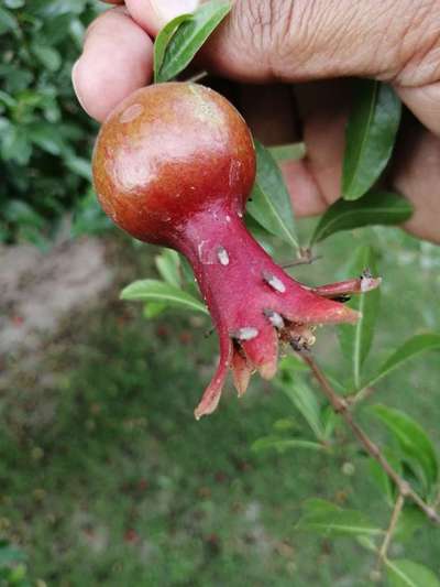 Dusty Cotton Stainer - Pomegranate