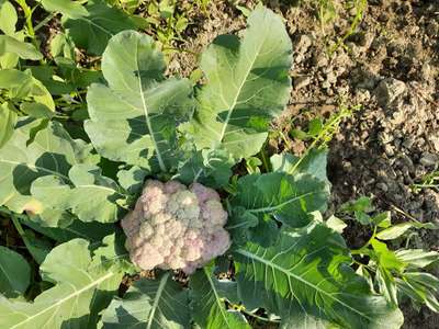 Boron Deficiency - Cauliflower