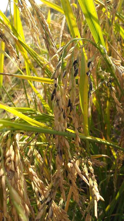 Kernel Smut of Rice - Rice