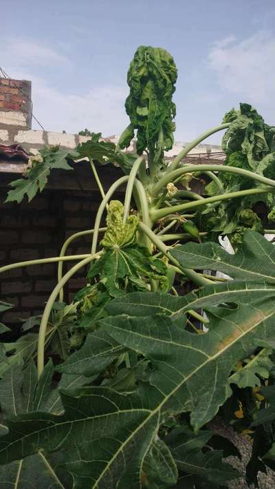 Papaya Leaf Curl Virus - Papaya