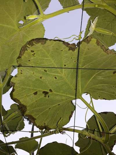 ক্যালসিয়ামের অভাবজনিত রোগ - কুমড়া