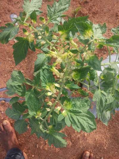 Sulfur Deficiency - Tomato