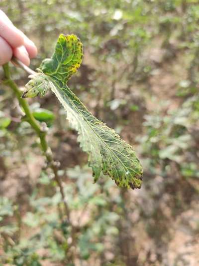 Cercospora Leaf Spot of Okra - Okra