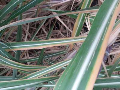 Potassium Deficiency - Sugarcane