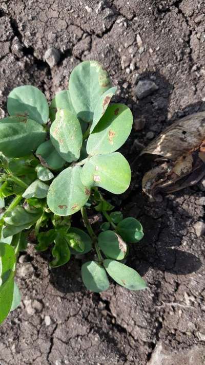 Leaf Miner Flies - Peanut