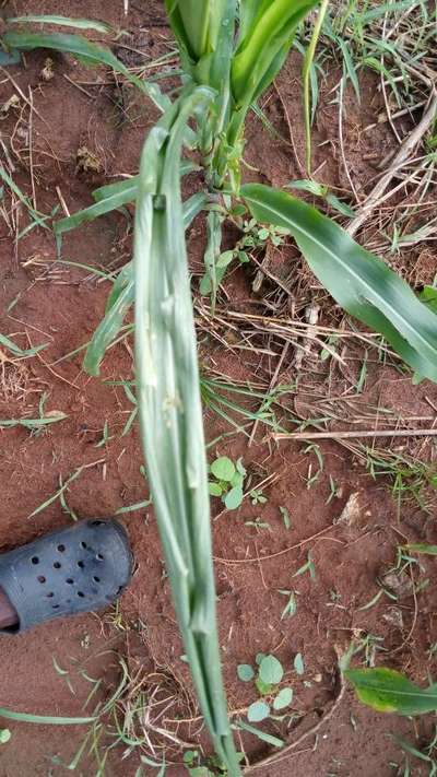 Lesser Stalk Borer of Maize - Maize