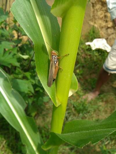 Short horned Grasshopper and Locust - Maize