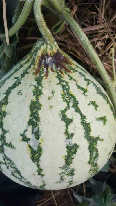 Gummy Stem Blight of Cucurbits - Melon