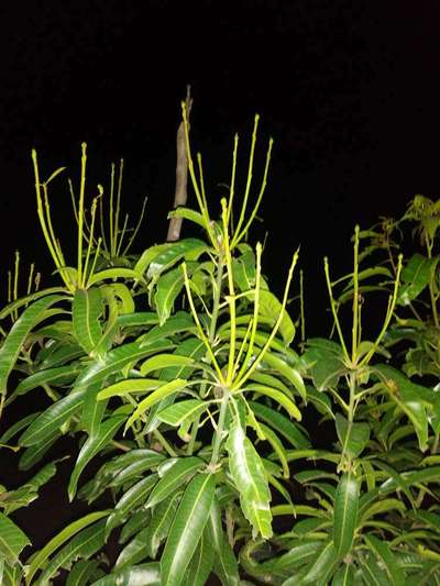ತಂಬಾಕು ಕ್ಯಾಟರ್ಪಿಲ್ಲರ್ - ಮಾವು