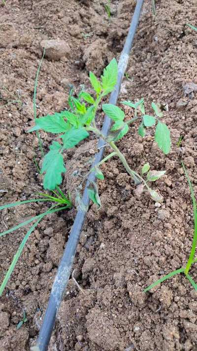 Tomato Yellow Leaf Curl Virus - Tomato