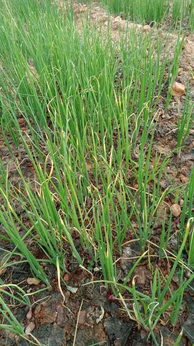 ಬಿಳಿ ಕೊಳೆ ರೋಗ - ಈರುಳ್ಳಿ