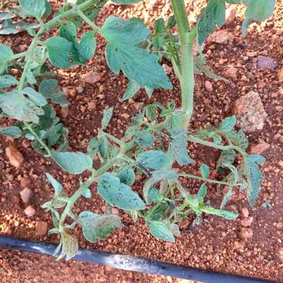 Bacterial Spot and Speck of Tomato - Tomato