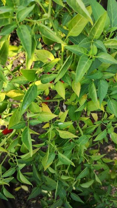 Sulfur Deficiency - Capsicum & Chilli