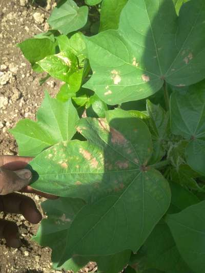 Pesticide Burn - Cotton