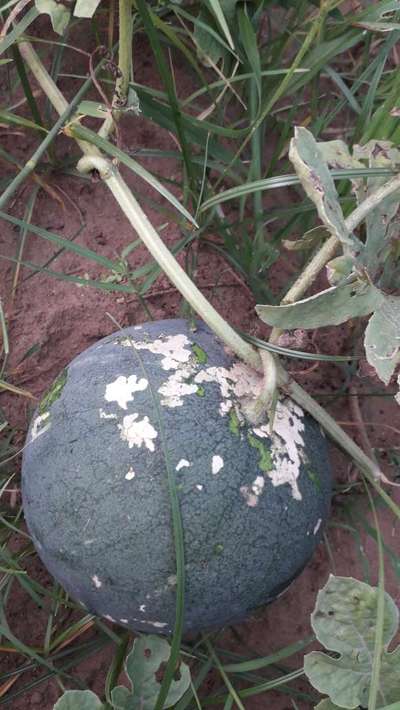 Leaf Miner Flies - Melon