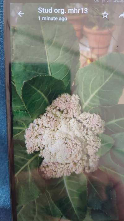 Boron Deficiency - Cauliflower