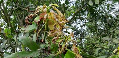 Mango Dieback Disease - Mango